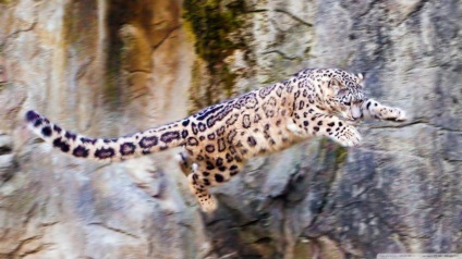 Leopard de zăpadă, pisică grațioasă irbis de natură sălbatică