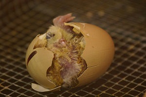 Îndepărtarea distrugerii de ou cu ajutorul fotografiilor