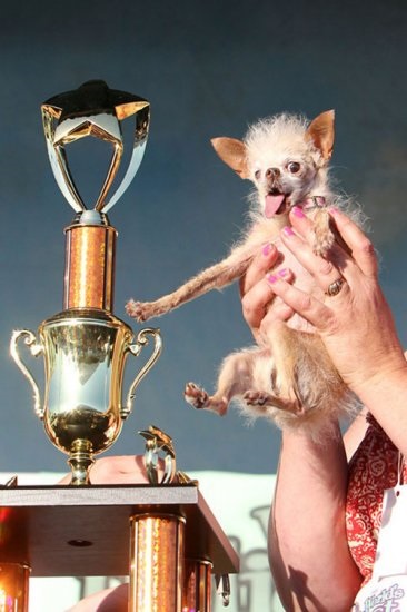 Câinele de iod este câștigătorul celui mai urât concurs de câini - jurnalul de familie cryazone - online