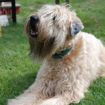 Câine irlandez de câine de rasă moale cu usturoi, getpet