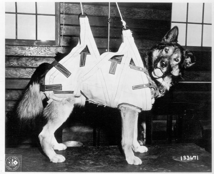 Câinii de parașutizare din cel de-al doilea război mondial