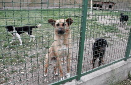 Câini în știri (35 fotografii)