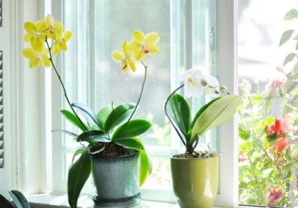 Tartsa be ezeket a 9 szabályt, és orchidea egész évben virágzik