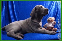 Conținutul de Weimaraner