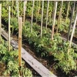 Sfaturi pentru cultivarea unei tomate, o fermă auxiliară