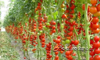 Sfaturi pentru cultivarea unei tomate, o fermă auxiliară