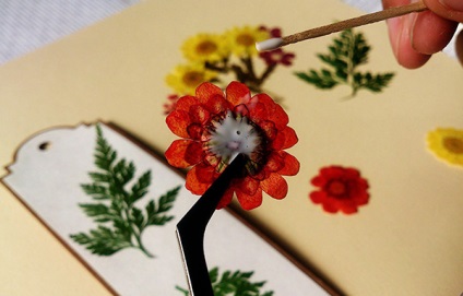 Creați marcaje pentru cărți din flori uscate