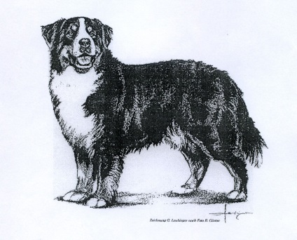Standard fajta Bernese Mountain Dog ← Vegyes