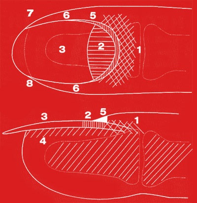 Structura cuiului persoanei, numele partilor unghiilor, manichiura, pedichiura, tratamentul unghiilor ingrosate