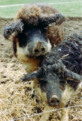 Прасета и овце, свине вълнени (mangalitza)