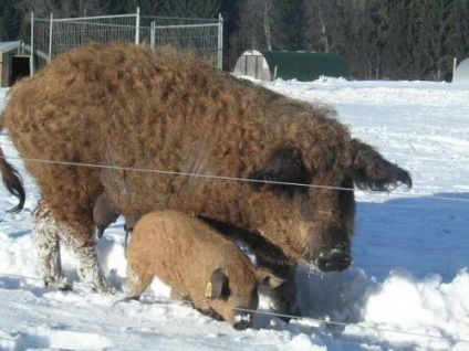 Porcine de porc sau de lână (mangalitza)