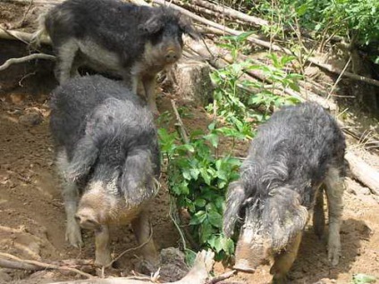 Porcine de porc sau de lână (mangalitza)