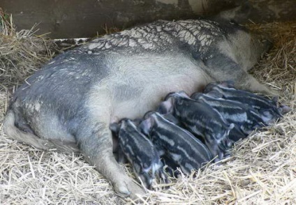 Porcine de porc sau de lână (mangalitza)