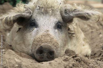 Porcine de porc sau de lână (mangalitza)