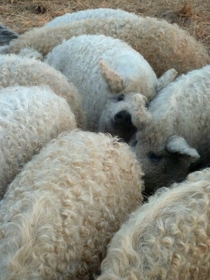 A sertések mangalitsa gyapjú juhokat és kutyafajtákat fajták