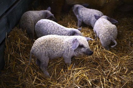 A sertések mangalitsa gyapjú juhokat és kutyafajtákat fajták