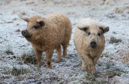 Porcii rasează carne de oaie și câine de lână