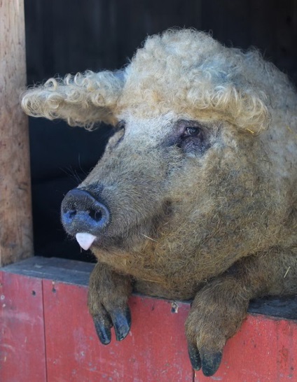 Porcii rasează carne de oaie și câine de lână