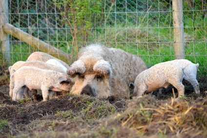 A sertések mangalitsa gyapjú juhokat és kutyafajtákat fajták