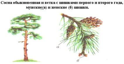 Similitudinea scheletului mamiferelor umane și animale ca dovadă