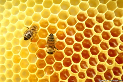 Az ilyen hasznos méhek - 30 fotó - képek - fotó világ a természet