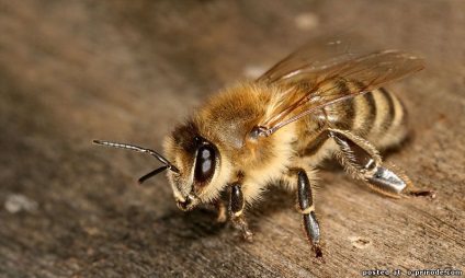 Asemenea albine utile - 30 fotografii - poze - photo world of nature