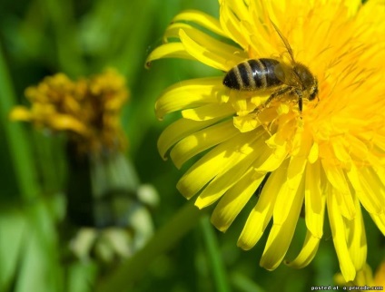 Asemenea albine utile - 30 fotografii - poze - photo world of nature