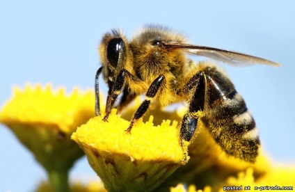 Asemenea albine utile - 30 fotografii - poze - photo world of nature