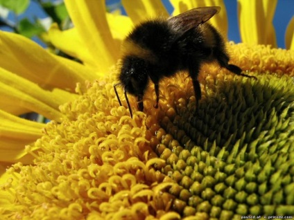 Az ilyen hasznos méhek - 30 fotó - képek - fotó világ a természet