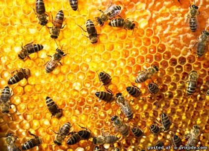 Asemenea albine utile - 30 fotografii - poze - photo world of nature
