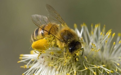 Asemenea albine utile - 30 fotografii - poze - photo world of nature