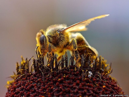 Az ilyen hasznos méhek - 30 fotók - képek - fotó természet világa
