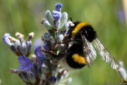 Asemenea albine utile - 30 fotografii - poze - photo world of nature