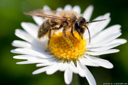 Asemenea albine utile - 30 fotografii - poze - photo world of nature