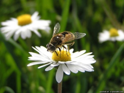 Az ilyen hasznos méhek - 30 fotók - képek - fotó természet világa