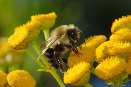 Asemenea albine utile - 30 fotografii - poze - photo world of nature