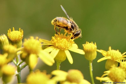 Asemenea albine utile - 30 fotografii - poze - photo world of nature