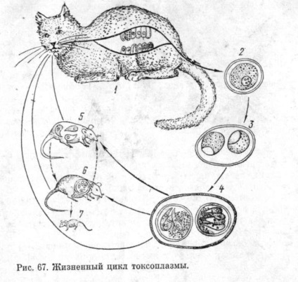 Toxoplasmoza animalelor