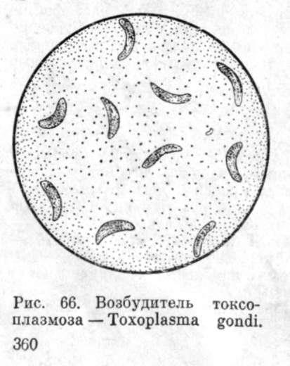 Toxoplasmoza animalelor