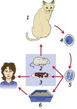 Toxoplasmoza animalelor (toxoplasmoza)