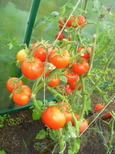 Tomato biatlon отзывы, фото, урожайность