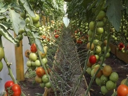 Tomato din descrierea evangheliilor a fructului și descrierea soiului