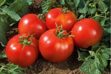 Tomato din descrierea evangheliilor a fructului și descrierea soiului