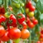 Tomato din descrierea evangheliilor a fructului și descrierea soiului