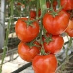 Tomato din descrierea evangheliilor a fructului și descrierea soiului