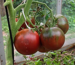 Tomato black prince descriere și descriere a evaluării, foto, comentarii despre gradina - eHotels