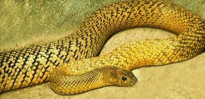 A világ legfontosabb 10 legveszélyesebb kígyója, amelyből érdemes futni anélkül, hogy visszanézett volna!