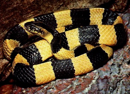 Top 10 șerpi periculoși din lume, din care merită să meargă fără să te uiți înapoi!