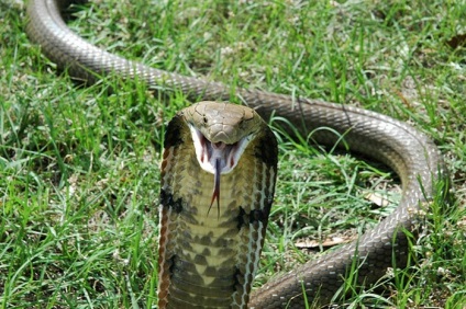 A világ legfontosabb 10 legveszélyesebb kígyója, amelyből érdemes futni anélkül, hogy visszanézett volna!