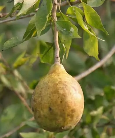 Cele mai importante 20 de fructe exotice ale lumii, topuri ale lumii